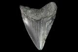 Juvenile Megalodon Tooth - Georgia #101357-1